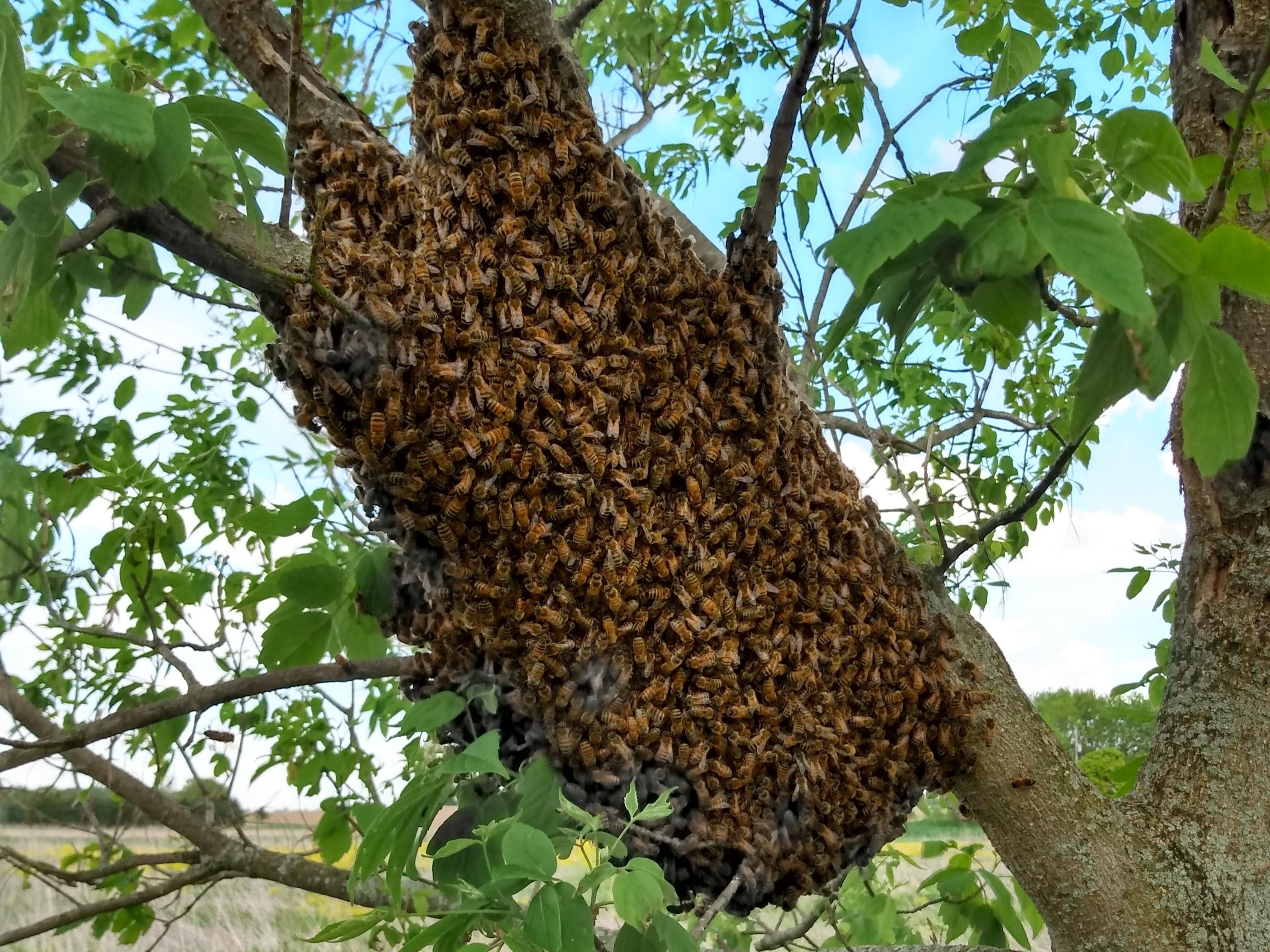 Swarm 4 - Dan Wyns - cropped.jpg